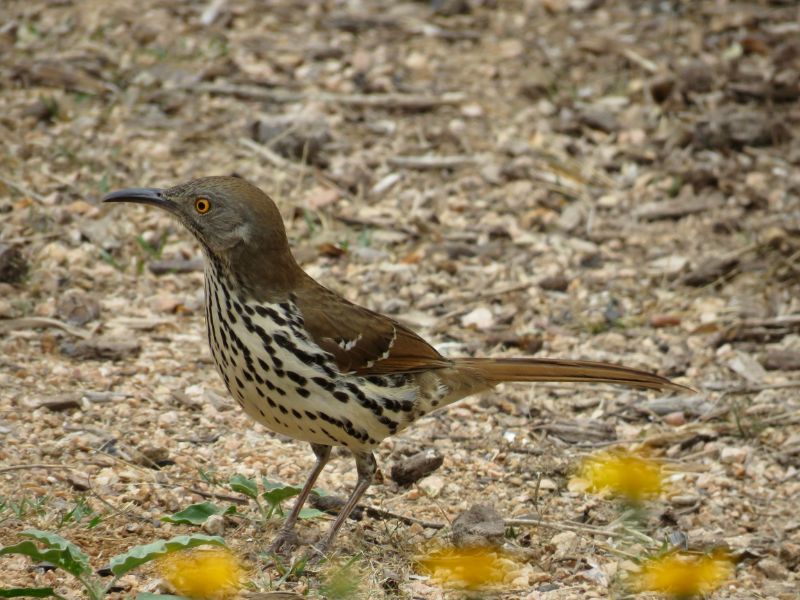 Long-billed Thrasher